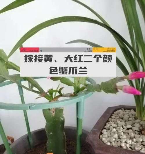 如何促进仙人掌快速开枝发芽？