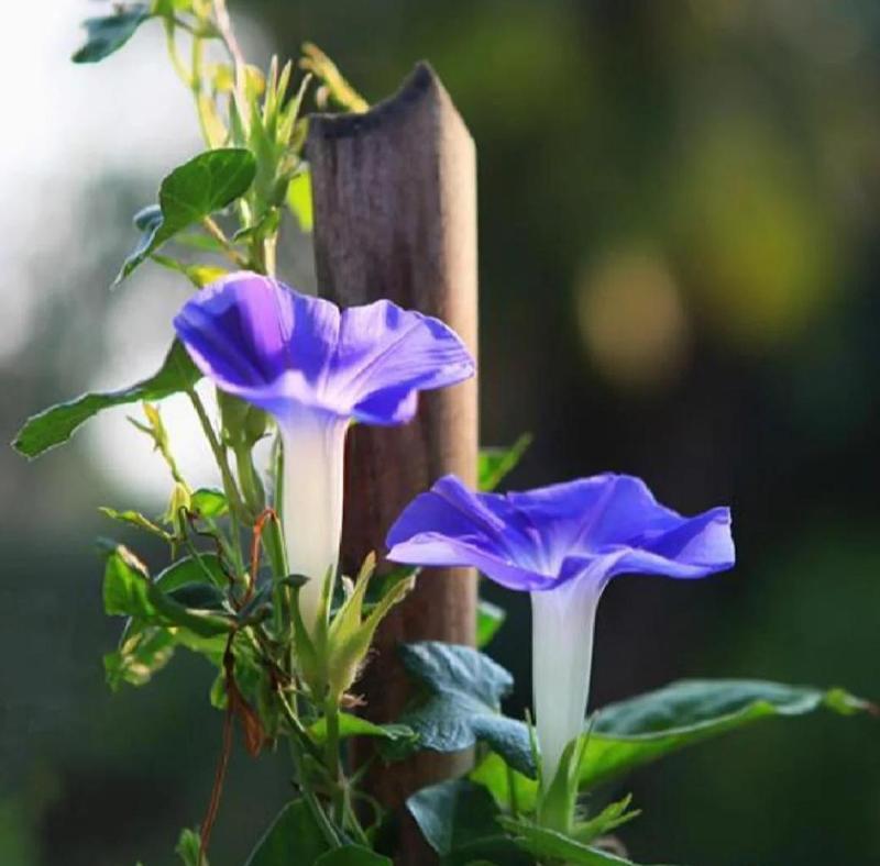 牵牛的花语是什么意思？牵牛花有哪些寓意？