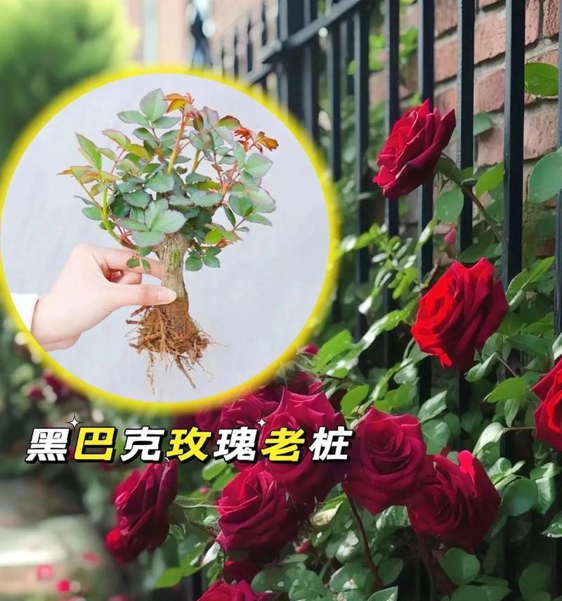 巴克玫瑰代表了什么样的花语？