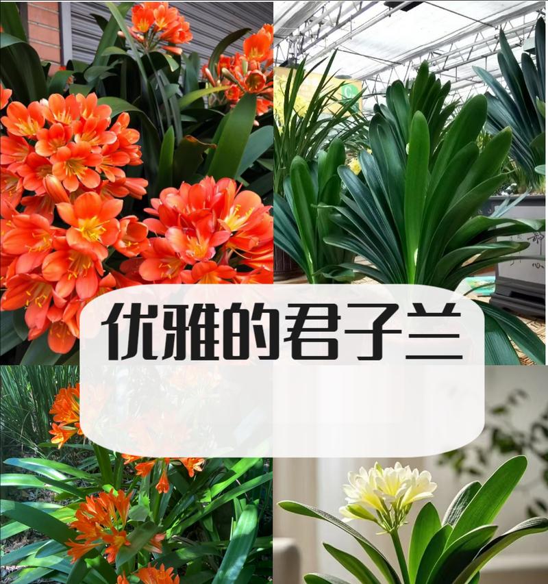 天悦君子兰的花语是什么？君子兰如何传递情感？