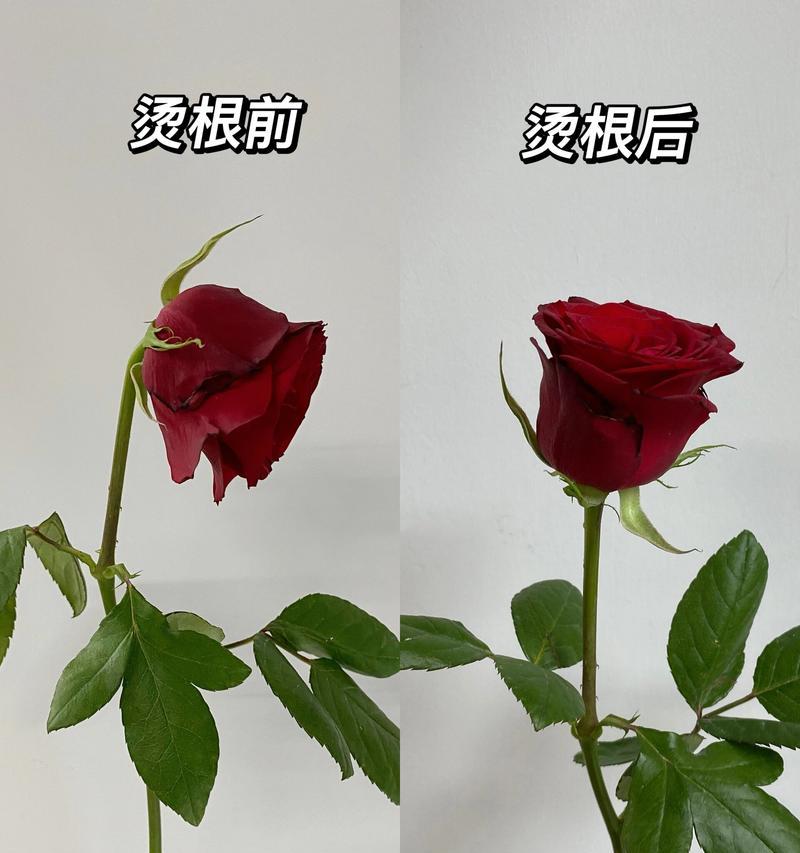 玫瑰花枯萎的原因是什么？如何有效救活？