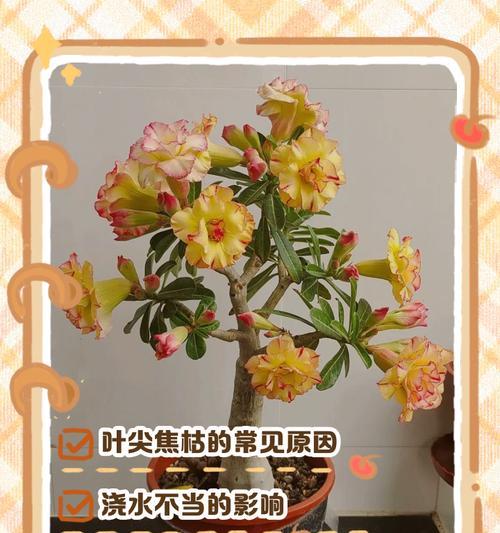 玫瑰花枯萎的原因是什么？如何有效救活？