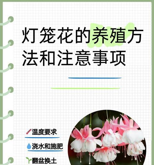 小花笼仙人球如何培养才能开花？有哪些关键步骤？