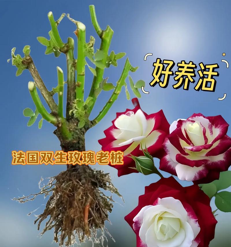 种植玫瑰花出售的秘诀是什么？如何吸引买家？