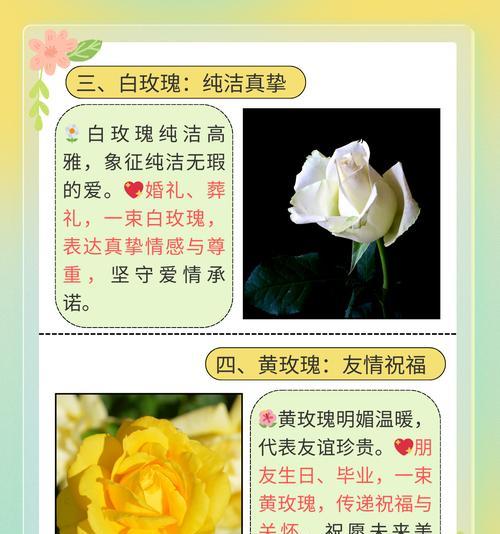 双色玫瑰花的花语代表了什么？