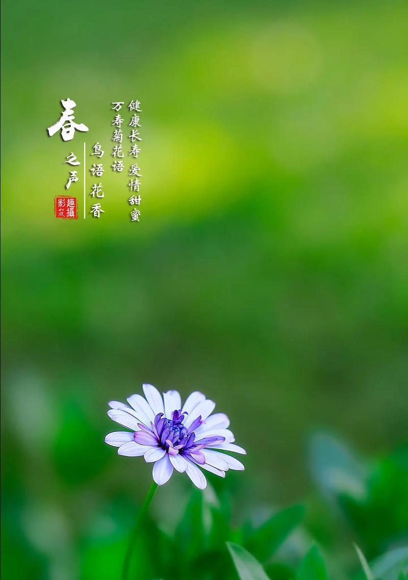 哪种花的花语代表了谦虚与沉稳？