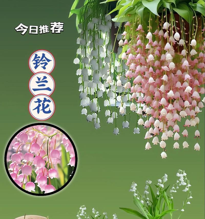 哪种花的花语代表了谦虚与沉稳？