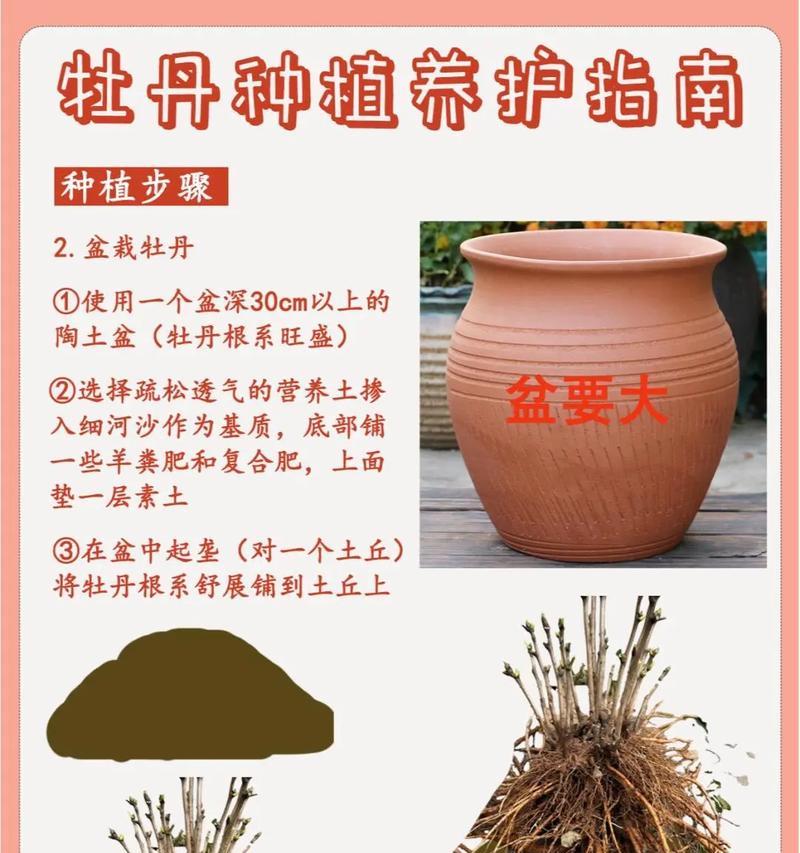 精品牡丹花的养护和管理方法是什么？