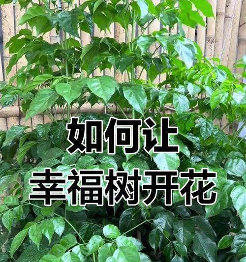 人鱼金粉玫瑰花的养护技巧是什么？如何使其开花？