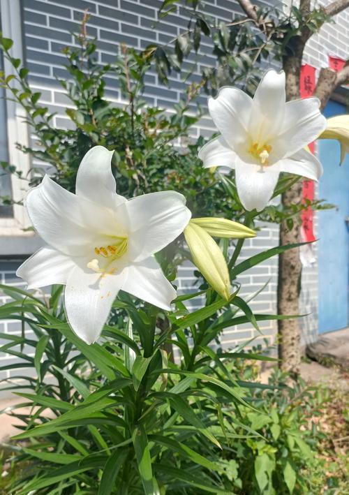 白花朵的花语是什么？哪种花代表纯洁和高雅？