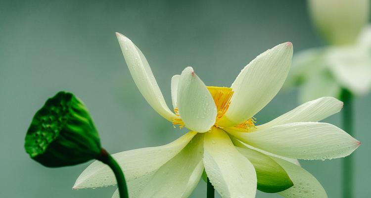 白花朵的花语是什么？哪种花代表纯洁和高雅？