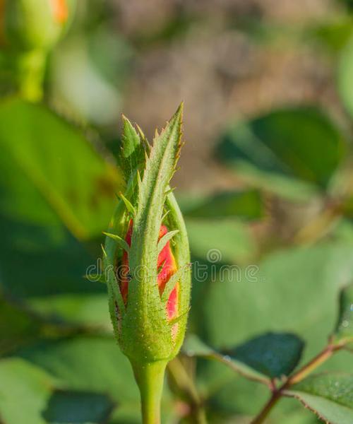 玫瑰花蕾期的正确种植方法是什么？