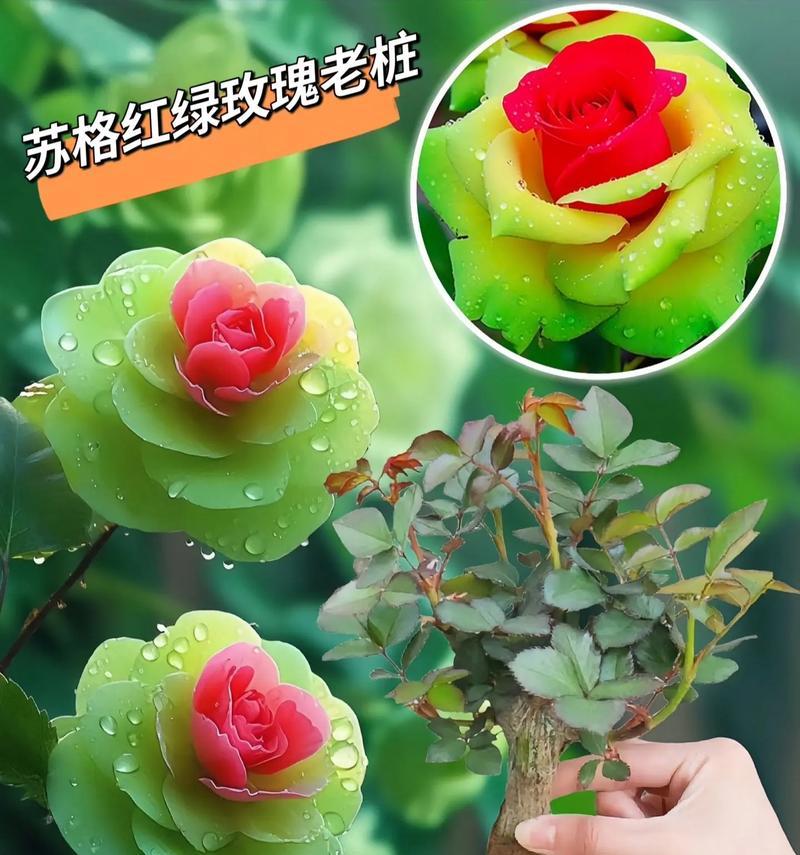 玫瑰花蕾期的正确种植方法是什么？