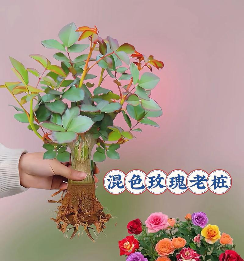 四根玫瑰花象征着什么？