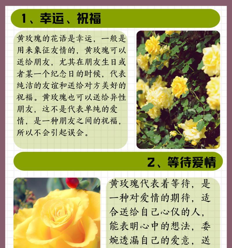 19的花语是什么？数字19在花语中有什么特别含义？