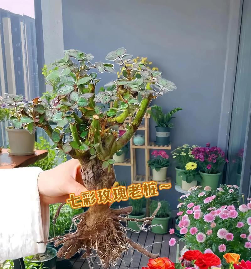 新娘玫瑰花的种植方法是什么？如何保持其美丽？