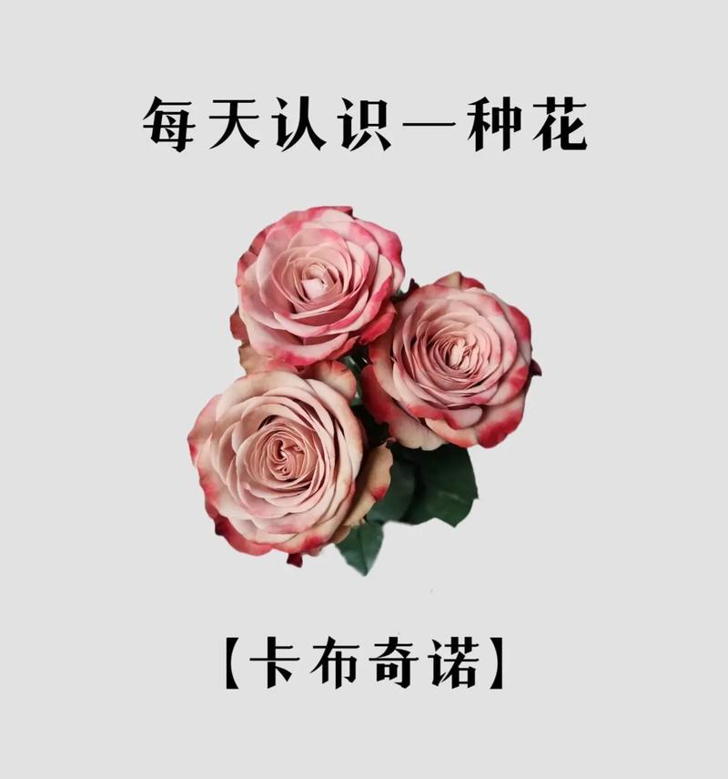 九支玫瑰花的花语是什么？相亲时送九支玫瑰有何深意？