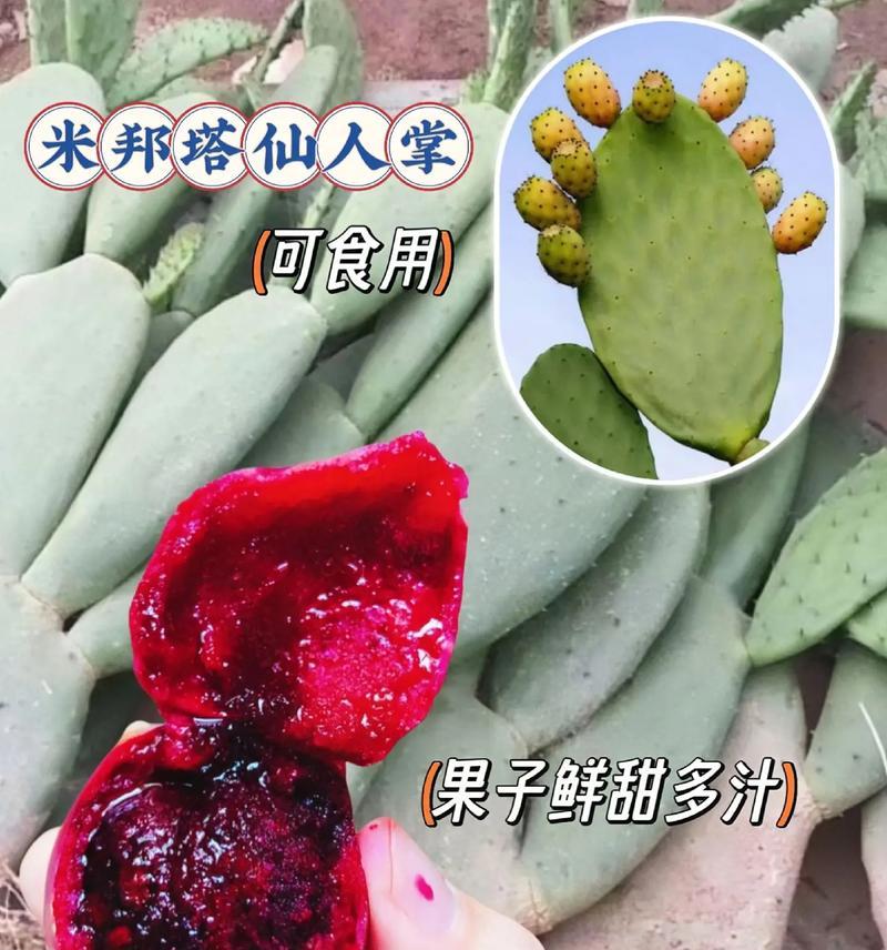 仙人掌旁边种植的方法是什么？