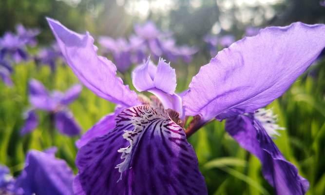 蓝色情人节用什么花表达？它的花语是什么？