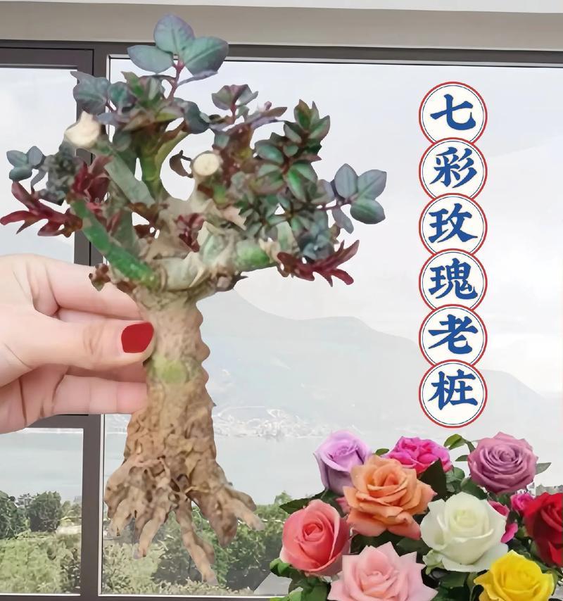 城市阳台种玫瑰花好看吗？如何种植？