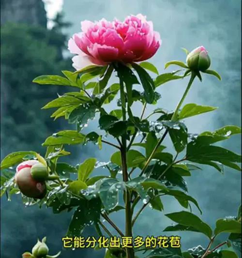 牡丹花需要什么肥料才能促进花苞生长？施肥的正确方法是什么？