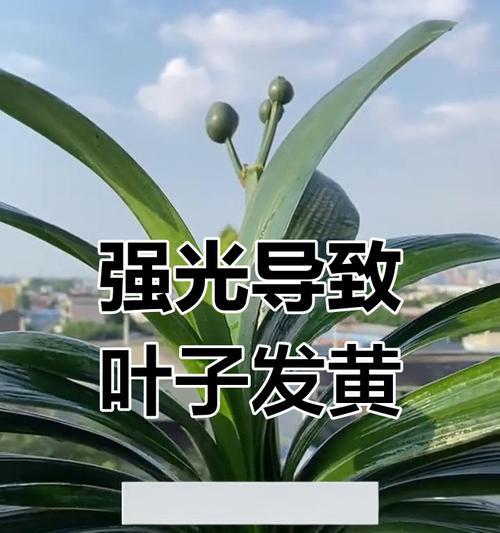 君子兰换土后叶子发黄是什么原因？