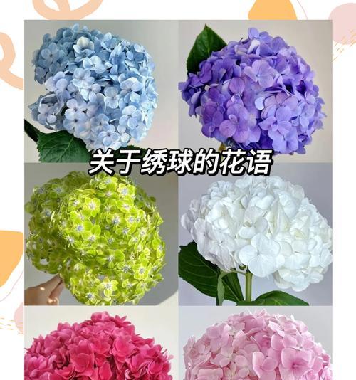 为什么花的花语都是爱情？花语背后隐藏着哪些情感秘密？