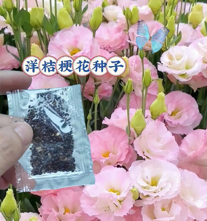 8月17日的花是什么？花语有哪些含义？