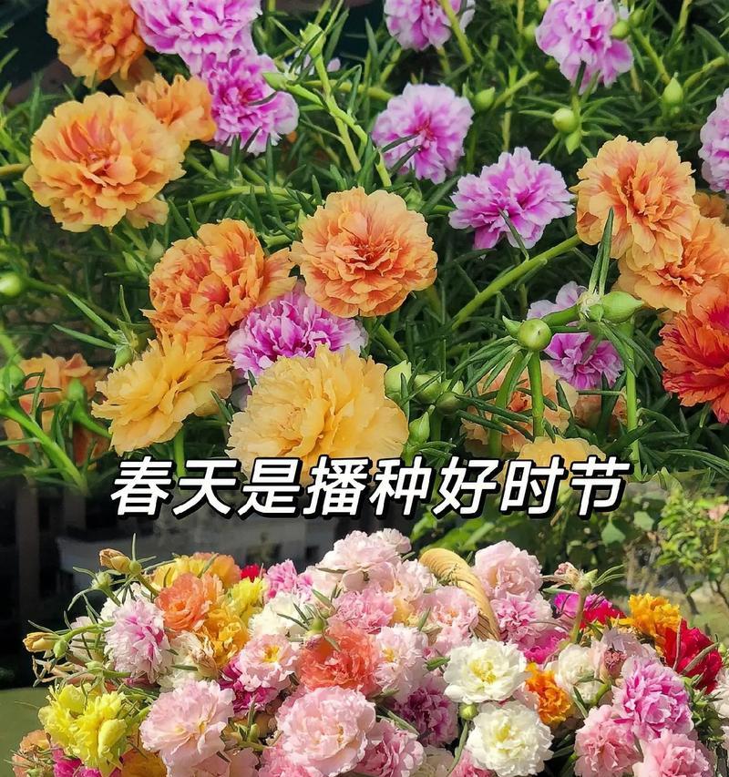 8月17日的花是什么？花语有哪些含义？