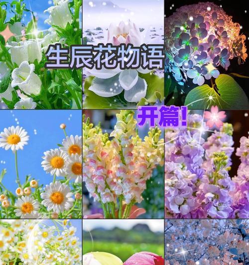 8月17日的花是什么？花语有哪些含义？