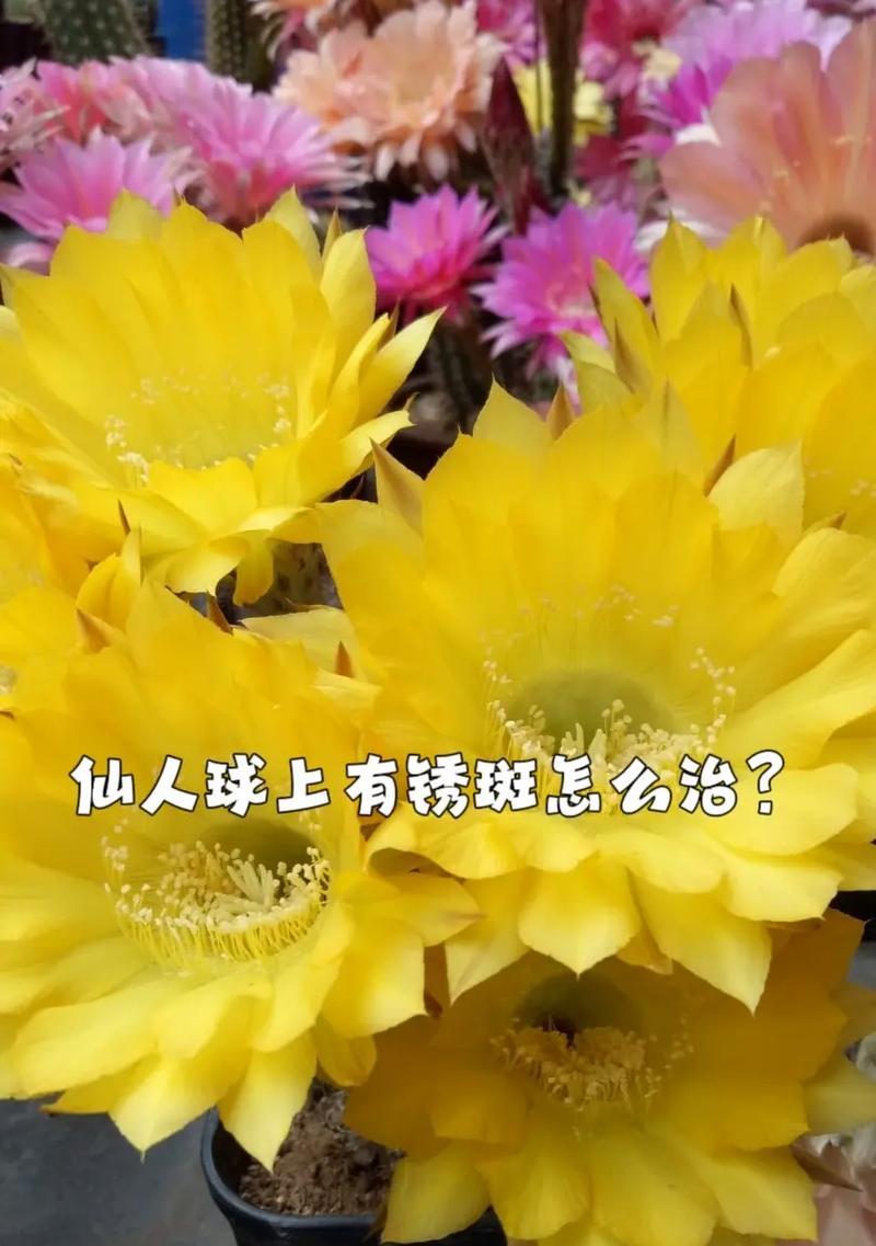 仙人球幼种种植技巧有哪些？