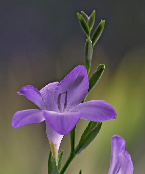 什么花的花语是深邃而又热烈？哪种花的花语最能表达这种情感？