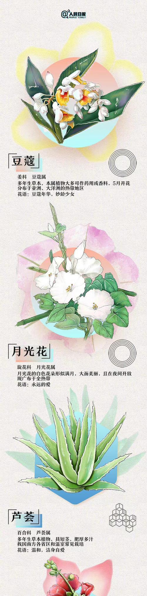 浪漫有趣花语的含义是什么？