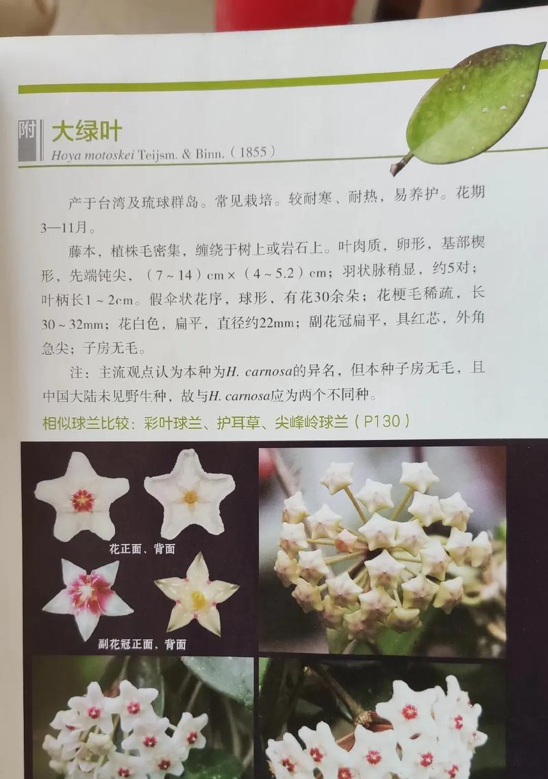 牡丹花冠的结构是什么？不开花的原因是什么？