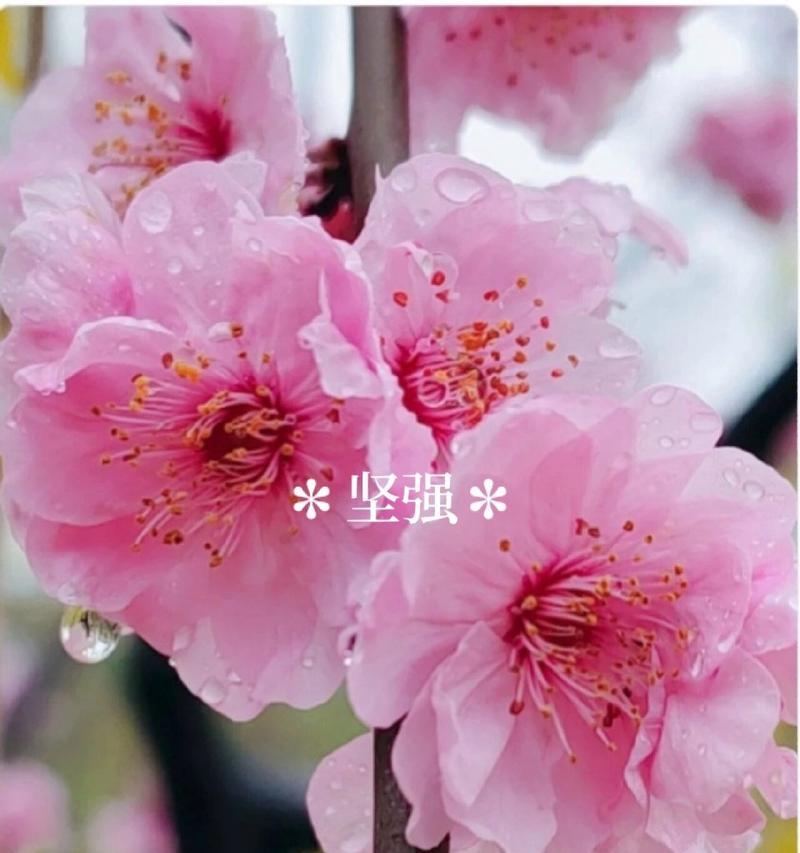 春季梅花的花语代表什么？