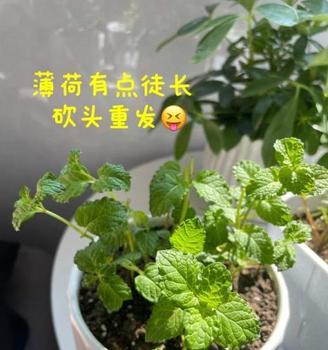 薄荷的花语有何深意？如何理解薄荷的花语？