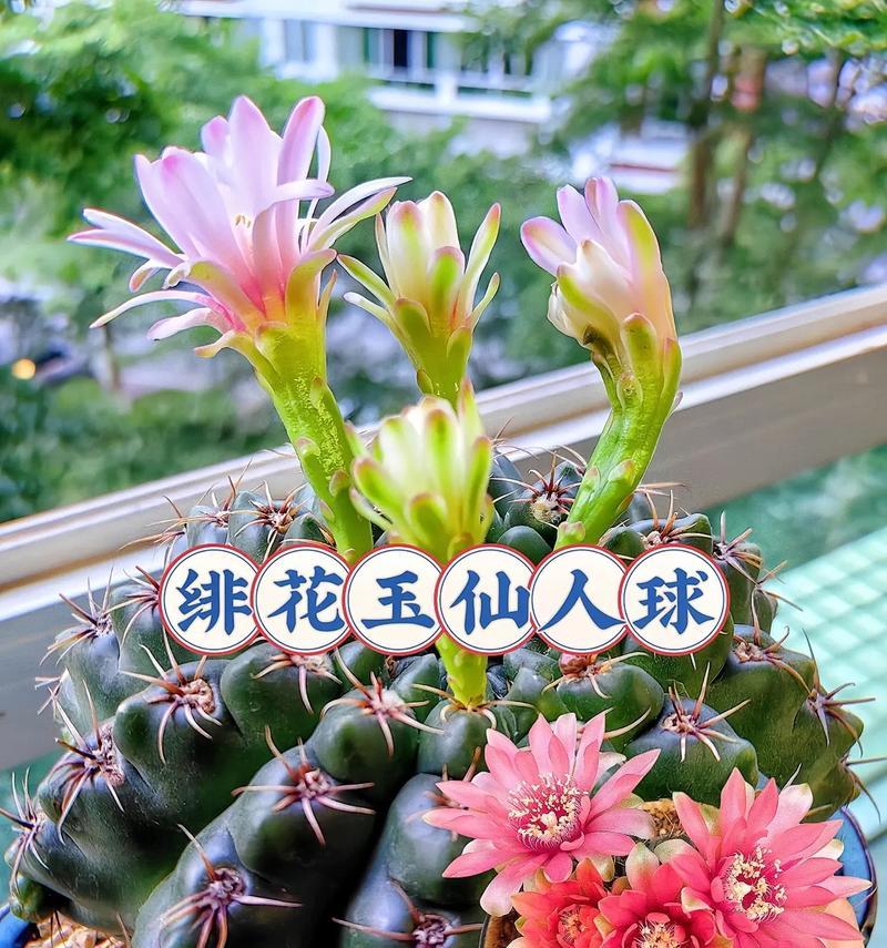 仙人球开花的条件是什么？