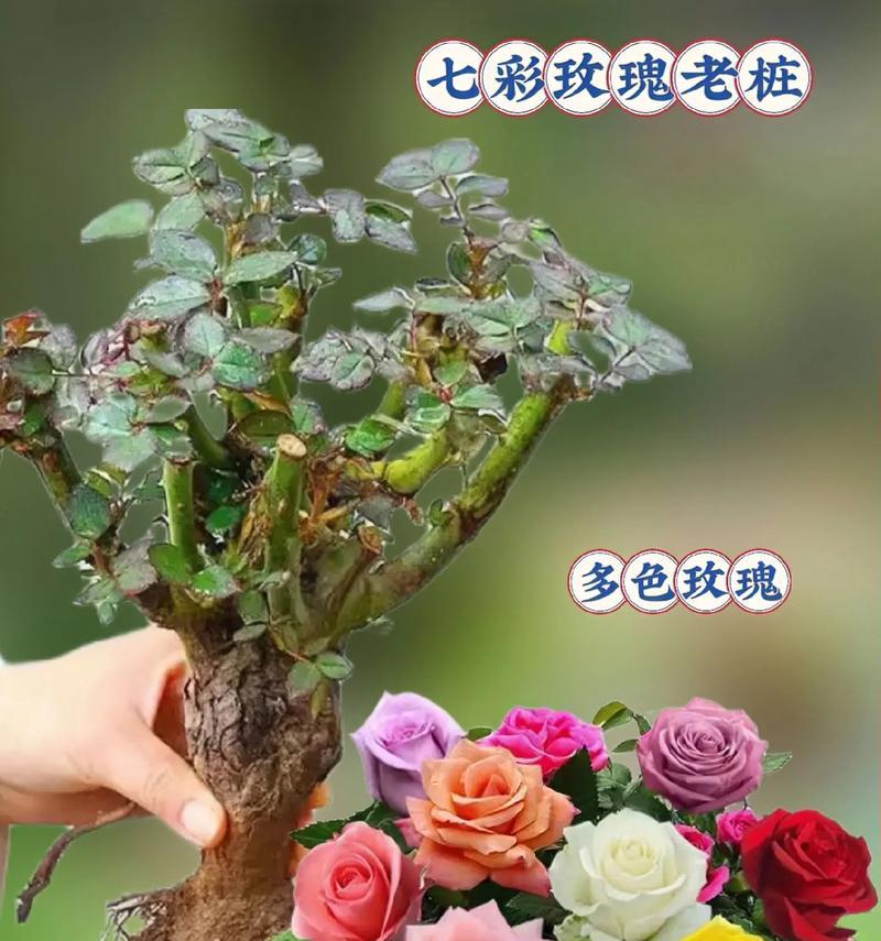 树盆栽玫瑰花的养护要点是什么？