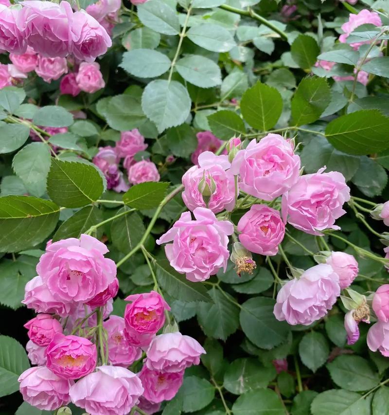 见花如面的花语是什么呢？