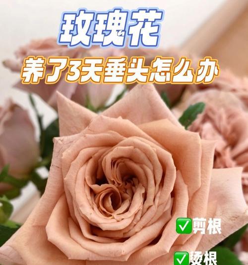 小口花瓶怎么养玫瑰花才能长久？