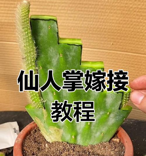 仙人掌子球的种植方法是什么？