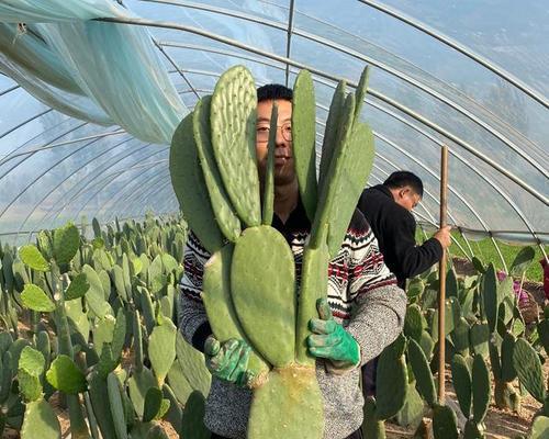 仙人掌子球的种植方法是什么？