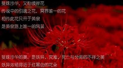 不见花的花语有何深意？