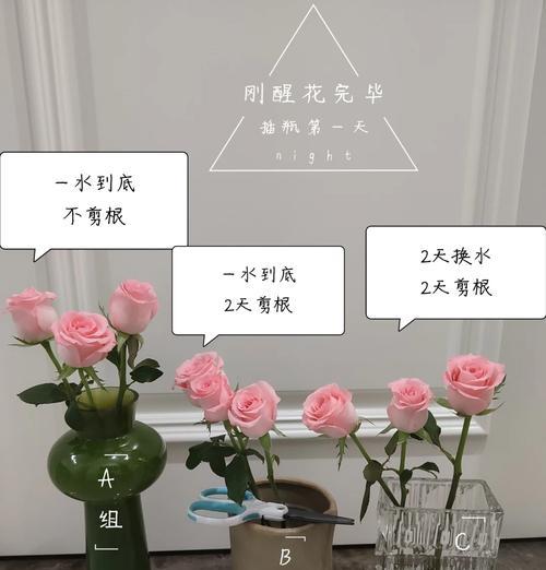 超大朵玫瑰花的养殖技巧是什么？