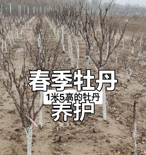 牡丹花施肥的简单方法有哪些？