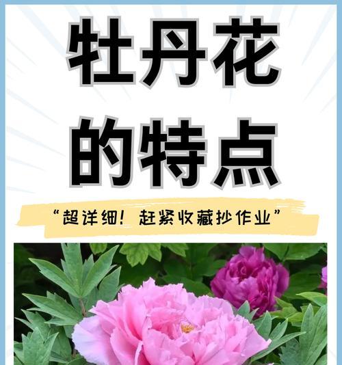 种植牡丹花的人少的原因是什么？