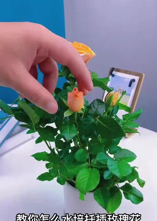 植物玫瑰花制作步骤是什么？需要哪些材料？