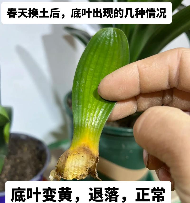 种子君子兰黄叶应该使用哪种药物？