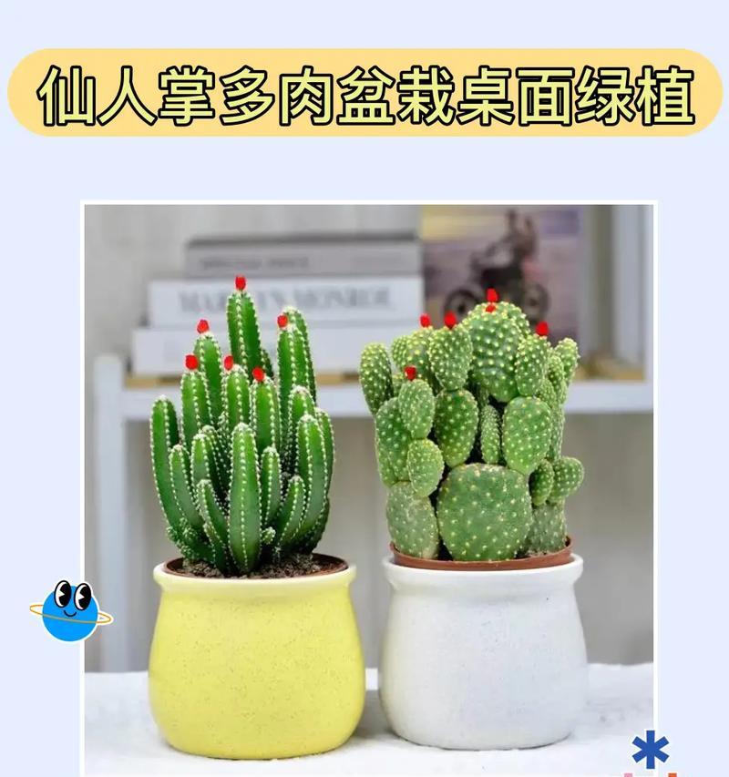 植物仙人掌在大盆中如何养护？有哪些技巧可以分享？