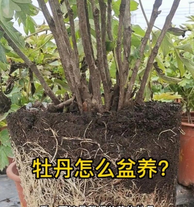 牡丹花适合什么样花盆养？选择花盆有哪些要点？